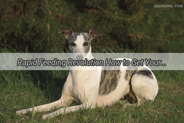 Rapid Feeding Revolution How to Get Your Pooch to Eat Up in No Time